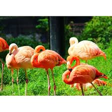 ぶらでぃ ぽさんの投稿 千葉市動物公園 ことりっぷ