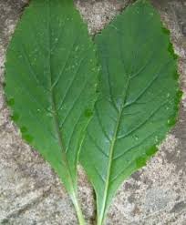 Image result for Crassocephalum crepidioides