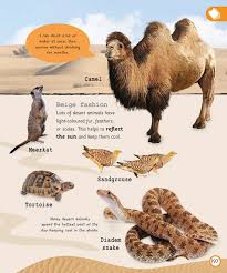 How the tortoise got its shell. My Encyclopedia Of Very Important Animals Clone Clone Flip Book Pages 201 226 Pubhtml5