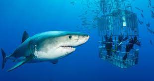 Johansen n'a toutefois pas laissé ses craintes prendre le dessus et a réussi à capturer de magnifiques images du poisson. Voici Les 8 Plus Beaux Endroits Du Monde Pour Nager Avec Des Requins