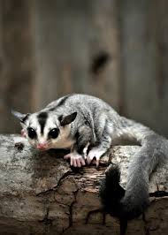Maybe you would like to learn more about one of these? 18 Makanan Sugar Glider Bayi Joey Dewasa Kesukaan Favorit