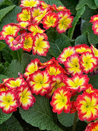 Image result for Primula