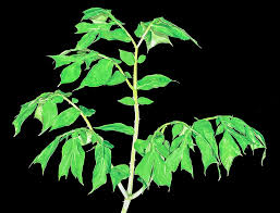 Image result for Anchomanes