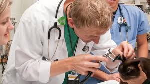 The uc davis vmth client portal allows online access for clients to handle all aspects of their pets' appointments and invoices. Emergency And Critical Care Service Emergency Room School Of Veterinary Medicine