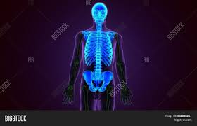Muscle and bone anatomy 3d is a full version windows software, being part of the category 'lifestyle' and the subcategory 'health & fitness', and created by real explore anatomy in human anatomy atlas 2018: Human Skeleton System Image Photo Free Trial Bigstock