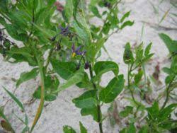 Image result for Solanum litoraneum