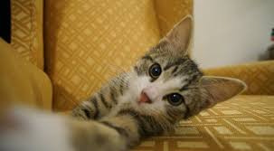 twitter hayvan kedi cats