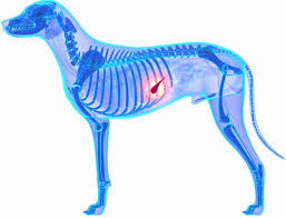 Ask a dog vet and get answers to your dog health questions. Best Dog Food For Pancreatitis 2021 Update Dog Breeds List