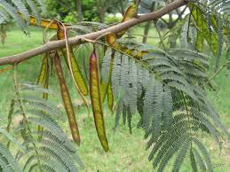 Image result for Leucas deflexa