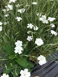 Image result for Agrostemma