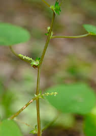 Image result for Acalypha psilostachya