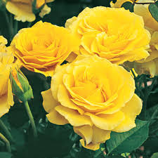 The idea was to create roses that bloomed with the polyantha profusion, but with hybrid tea floral beauty and colour range. Doris Day Rose Doris Day Floribunda Rose Finegardening