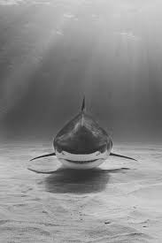Black And White Shark Black White Shark Bull Shark Shark Under The Sea