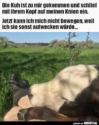Die Kuh Ist Zu Mir Gekommen Und Schlief Mit Ihrem Kopf Auf Lustige Bilder Spruche Witze Echt Lustig Lustiger Tierhumor Witzige Tiere Niedliche Tiere