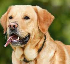 We provide expert pet transport service domestic and internationally, and we ensure dogs, cats, and many other we have over 15 years of experience: Pet Taxi Transport In Thiruvanmiyur Chennai Pet Transport Petbacker Tamil Nadu