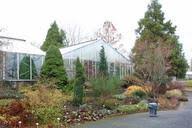 Image result for Aneilema umbrosum