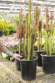 Image result for Euphorbia tholicola