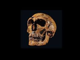 The denisovans or denisova hominins are an extinct species or subspecies of archaic human that ranged across asia during the lower and middl. Denisovans A New Cousin At The Family Reunion Early Humans Ancient People Human Species