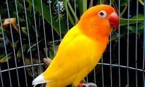 Untuk burung jantan ini mempunyai warna hitam dengan adanya. Harga Burung Lutino Mata Merah Terbaru September 2020 Terlengkap