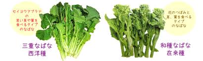 旬の商品情報 野菜 果物 卸売 セントライ青果