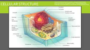 Plant cells and animal cells are shaped differently and contain different parts. The Structure And Anatomy Of Plants Iafnr Plant And Soil Sciences Module Ppt Download