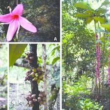 Image result for Ixora burundiensis