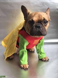 Frenchies with a fawn color can come in the spectrum can range with a fawn frenchie, but typically it's anywhere between the tan and red. Stud Dog French Bulldog Stud Service Black Face Red Fawn Breed Your Dog
