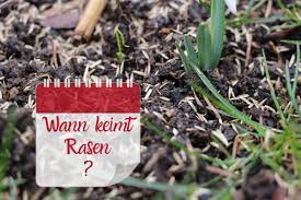 Acker grassamen pferdeweide pferdewiese weidegras wiese koppel samen weide gras. Wann Keimt Rasen So Kann Man Es Beschleunigen Gartenlexikon De