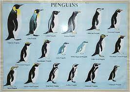 All of the species live in the southern hemisphere. Identification Types Of Penguins Penguins Different Types Of Penguins