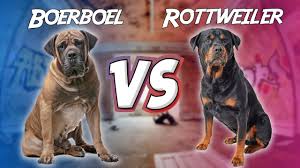 Boerboels are a large, strong and guardian breed and share some characteristics and traits with rottweilers so thereâ€™s not necessarily going . Boerboel Vs Rottweiler Youtube