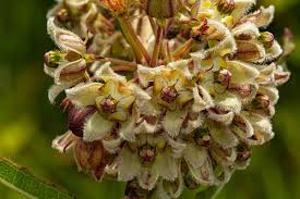 Image result for Xysmalobium undulatum