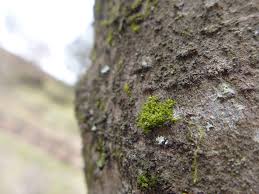 Image result for Blotiella currorii