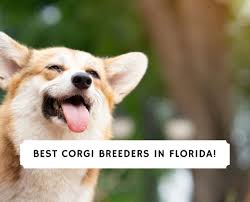 See more ideas about corgi, puppies, cute animals. 4 Best Corgi Breeders In Florida 2021 We Love Doodles