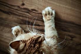 pin von evie auf crazy cat lady katzen saugetiere katzenbabys