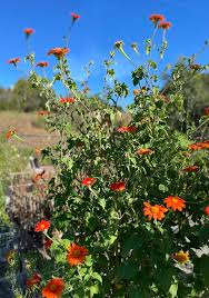 Image result for Tithonia rotundifolia