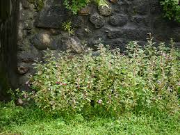 Image result for Balsaminaceae