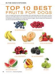 Dog Safe Food Chart Ideas What To Feed Your Dog Dogs Dog