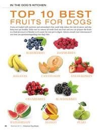 dog safe food chart ideas what to feed your dog dogs dog