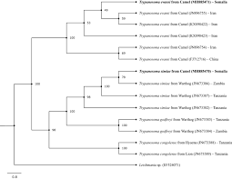 Creating phylogenetic tree from precalculated multiple alignment. Parasitological Serological And Molecular Survey Of Camel Trypanosomiasis In Somalia Parasites Vectors Full Text