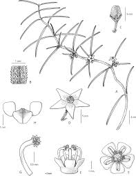 Image result for Cibirhiza