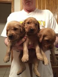 We are offering the best quality golden retriever puppies. Dogs Golden Retriever Pups Minneapolis St Paul And Minnesota Dogs Golden Retriever Dog Search Dogs