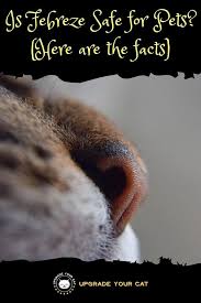 Maybe you would like to learn more about one of these? Is Febreze Safe For Pets Risks And Usage Explained Upgrade Your Cat