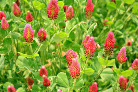 Image result for Trifolium
