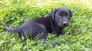We have been breeding dogs for more than 40 years and. Black Lab Puppies For Sale In Colorado Springs Colorado Classified Americanlisted Com