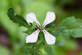 Arugula flower taste great in salads. How And When To Harvest Arugula Gardener S Path