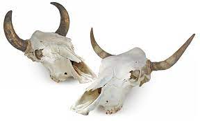 I had the best expirience buying from them i totally raccomand boyztoys the best. Real Cow Skulls