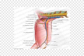 Posted on april 18, 2019april 18, 2019. Cat Anatomy Human Leg Muscle Human Body Angle Text Png Pngegg