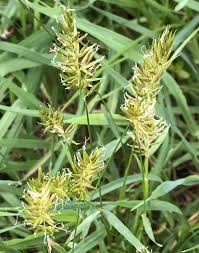 Image result for Anthoxanthum nivale