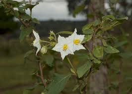 Image result for Solanum litoraneum