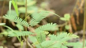 Image result for Aeschynomene fluitans